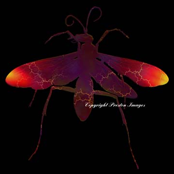 insect art gallery image