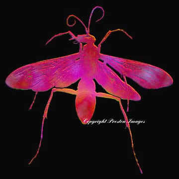 insect art gallery image